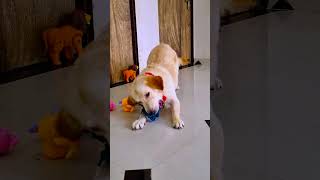 मेरे डॉग ने सबके साथ क्या कर दिया😭 part4 funnydogs shorts [upl. by Flosser]