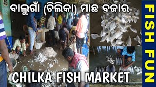 Balugaon Chilika fish market of odisha  visit to chilika fish market  FISH FUN [upl. by Vasilis823]