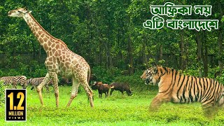 এশিয়ার সর্ববৃহৎ সাফারি পার্ক বাংলাদেশে  THE LARGEST SAFARI PARK IN ASIA [upl. by Lewis31]