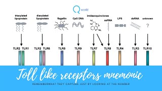 Toll like receptors mnemonic  Remember what they capture just by looking the number [upl. by Phira]