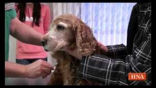 Wasser in der Lunge Cockerspaniel ist herzkrank [upl. by Shelley]