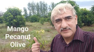 Part 7  Roaming in my Farm house  Exotic Fruit Trees  Engineer Ka Bagh gardening [upl. by Lipsey]