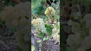 ВИНОГРАД как делают вино ГРОЗДОБЕР ракия epanomi greek travel grape [upl. by Dupin231]