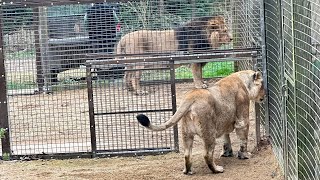 Lion  Cotswold Wildlife Park amp Gardens [upl. by Neddie687]