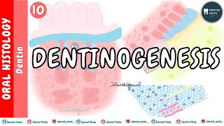 Dentinogenesis  Dentin formation and mineralisation Coronal and Radicular Dentin  Dr Paridhi [upl. by Gorrian]