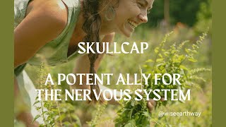 Skullcap  A Plant Ally for the Nerves [upl. by Otsirc]