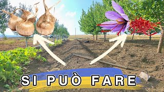 Come coltivare zafferano  parte 1  Si può fare Scopriamolo zafferano agricoltura howto [upl. by Natanoj]