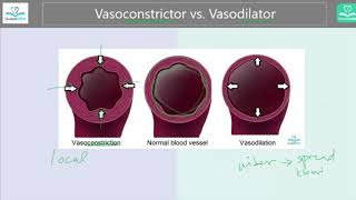 Vasoconstrictor vs Vasodilator Whats the difference [upl. by Grant]