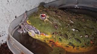 Hamster Irritates Giant Bullfrog  Warning Live Feeding [upl. by Puff]