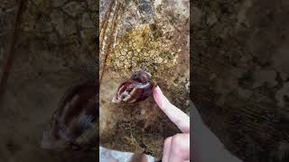 Achatina fulica아카티나 풀리카아프리카 달팽이nature amazing snail snails [upl. by Merkley]