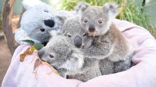 Surrogate Carer Saves Koala Joey After Mother Develops Mastitis [upl. by Siberson]