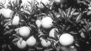 1960s commercials Florida Citrus Fresh Frozen Orange Juice Concentrate [upl. by Catherin]