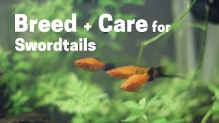 How To Breed  Care for Swordtails Easy and Simple [upl. by Orel]