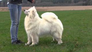 ARABELA White Beauty Of Svidnik  import in The Glow Of The Snowy Star kennel  25 years old [upl. by Vitkun]