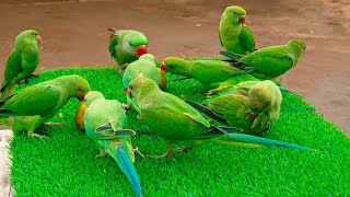 Parrot Sound Videos  Natural Parrot Talking Videos  Mitthu Mitthu Parrot SoundVoice [upl. by So956]