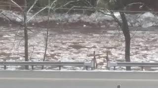 Lackawaxen River Hawley Pa Pennsylvania Winter January 23rd 2018 ice flow [upl. by Liban]