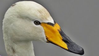 Whooper Swan  Beautiful Close Up [upl. by Eillime938]