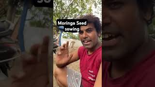 Moringa seeds Sowing Video drumstick 65 [upl. by Nahama]