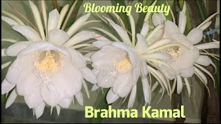 Brahma Kamal  Saussurea obvallata [upl. by Box]