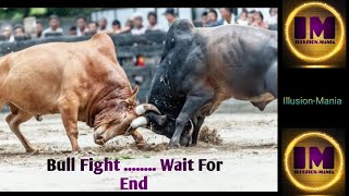 Bull Fight  Wait For End  bull fight  bullfight  epic bullfight  arena bullfight [upl. by Oner]