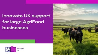 Innovate UK Business Connect support for large AgriFood businesses [upl. by Belinda]