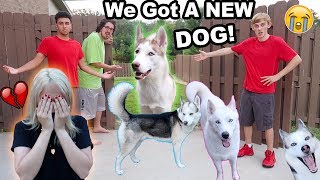 MY DOGS RAN AWAY I CRIED PRANK [upl. by Danell]