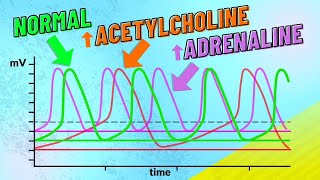 How Adrenaline and Acetylcholine Affect Heart Rate [upl. by Jameson]