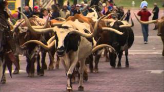 Fort Worth Cattle Drive [upl. by Uwton]