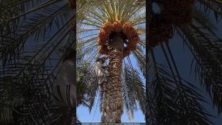 देखिए खजूर की खेती करने का अनोखा तरीका 😨 date palm [upl. by Ardnos978]