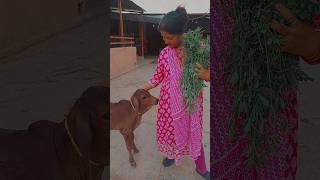 Gaushala visit 🐄👀 trendingshort cute kanha ji [upl. by Dodi]