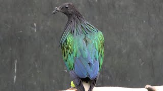 Nicobar Pigeon [upl. by Attener725]