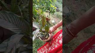 Calathea plant propagation garden shorts Binarofficial [upl. by Dohsar]