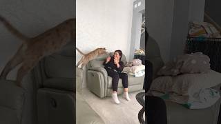 My wife was attacked by a cougar animals cougar braige [upl. by Stucker]