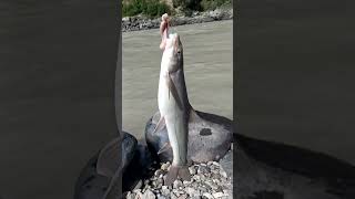 Chenab velley fishing 🎣 [upl. by Llerrud]