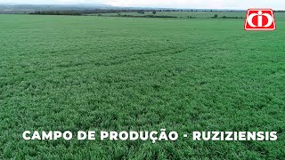 Confira o manejo no campo de produção de sementes da Ruziziensis [upl. by Leiram223]