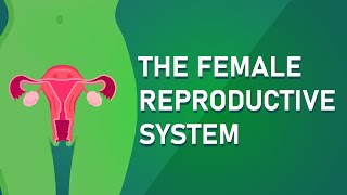 Understanding The Female Reproductive System [upl. by Reger]