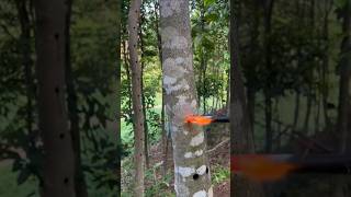 Tree Inoculation EXPLAINED [upl. by Uball]