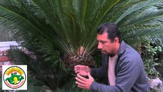 How to Trim a Sago Palm  Cycas Revoluta [upl. by Anerom984]