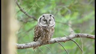 The Boreal owl or Tengmalms owl Aegolius funereus [upl. by Poliard827]