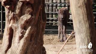 WisentNachwuchs Beppo macht erste Sprünge im Zoo Berlin  Visit our new member of the wisent family [upl. by Ailahs410]