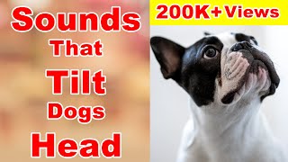 Sounds that makes dogs tilt their heads  sounds that dogs love [upl. by Strader832]