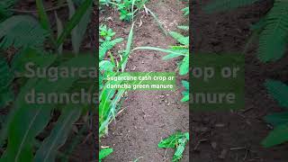 sugarcane crop or danncha green manure 777vip [upl. by Ainniz817]