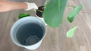 Monstera Repot  Long Aerial Root [upl. by Blithe]