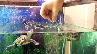 Hand feeding my terrapins [upl. by Westphal]