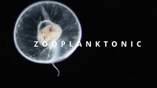 ZOOPLANKTONIC  plankton diversity [upl. by Heim]