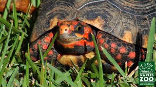 RedFooted Tortoises at the Naples Zoo [upl. by Ahsyat]