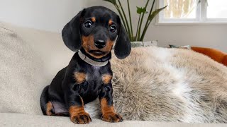 The calmest dachshund puppy of all [upl. by Venator]