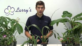 How to Grow Oncidium Orchids  Complete Growig Guide [upl. by Oinoitna]