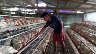 Magandang Negosyo Sa Probinsya Poultry farm  Buhay Probinsya [upl. by Brindell]