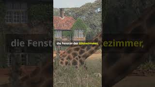 Giraffe Manor Frühstück mit Giraffen [upl. by Market]